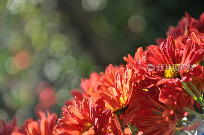 红色雏菊/菊花